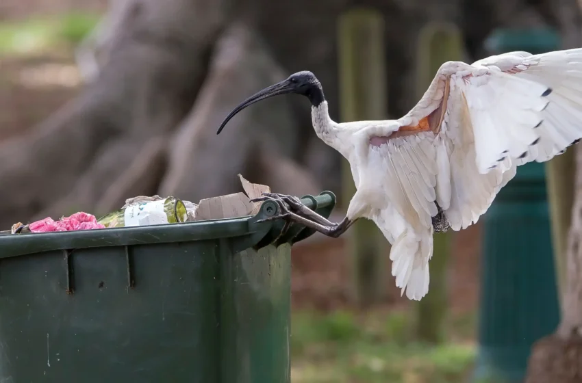 Bin chickens: Aussie icons of survival