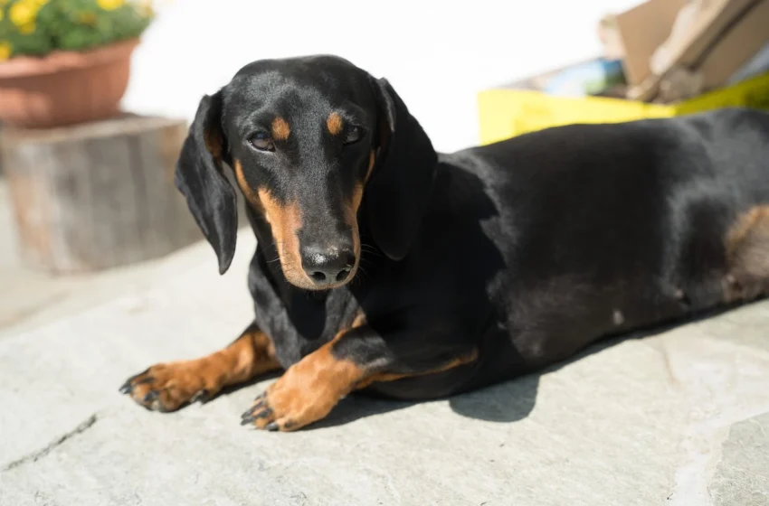  Why Dachshunds are the worst breed for some owners?