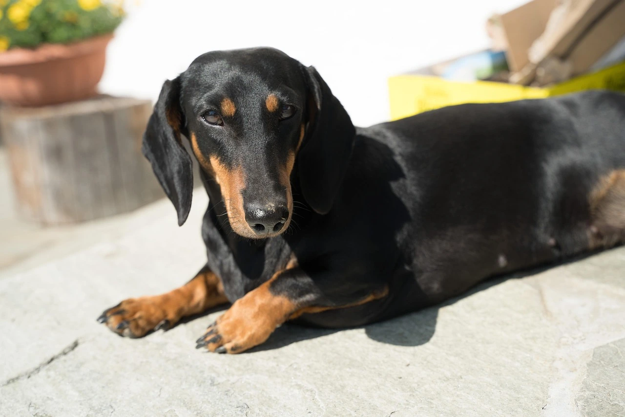 why dachshunds are the worst breed